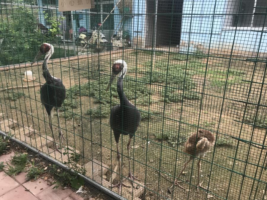 天鵝湖風(fēng)景區(qū)（泰山）速覽！(圖6)