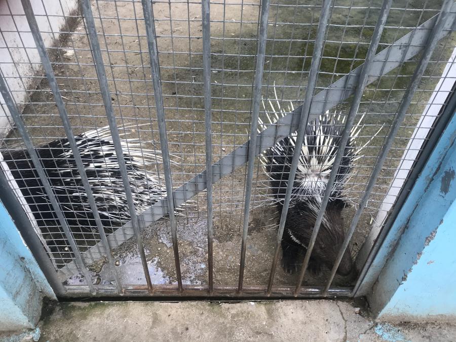 天鵝湖風(fēng)景區(qū)（泰山）速覽！(圖10)