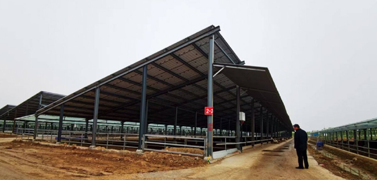 信橋鋼構(gòu)：打卡蒙陰農(nóng)業(yè)溫室大棚、青州黑牛養(yǎng)殖基地！(圖5)